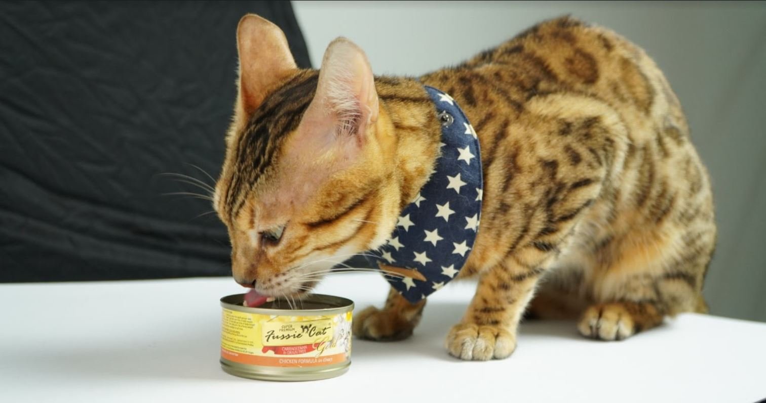 貓咪是純肉食性動物