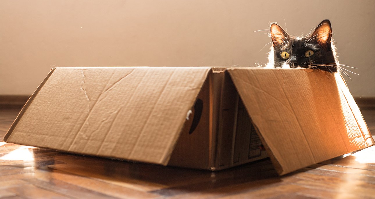 為什麼貓咪總愛鑽紙箱？