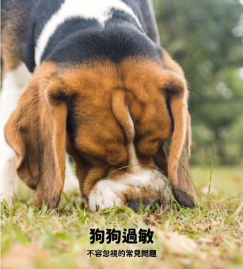 狗狗過敏：不容忽視的常見問題