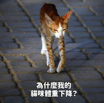 為什麼我的貓咪體重下降？