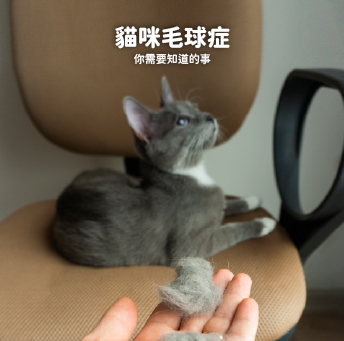 貓咪毛球症：你需要知道的事