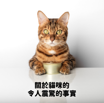 關於貓咪的令人震驚的事實