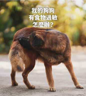 我的狗狗有食物過敏怎麼辦？