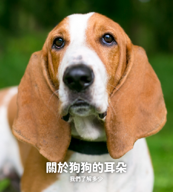關於狗狗的耳朵，我們了解多少？